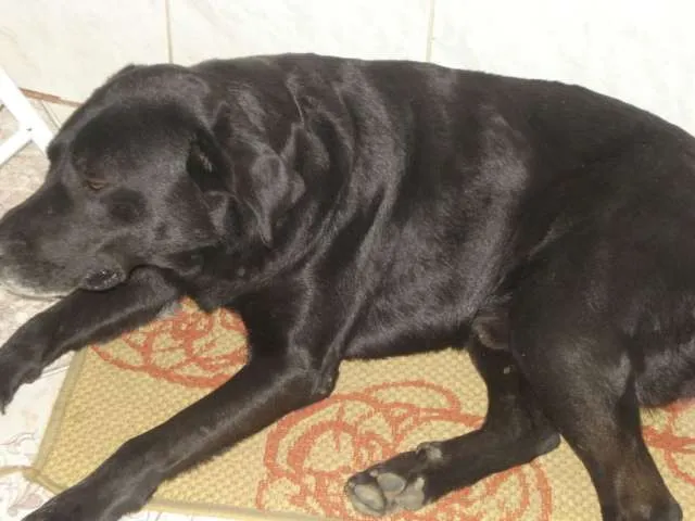 Cachorro ra a labrador  idade 7 a 11 meses nome Não sabemos 