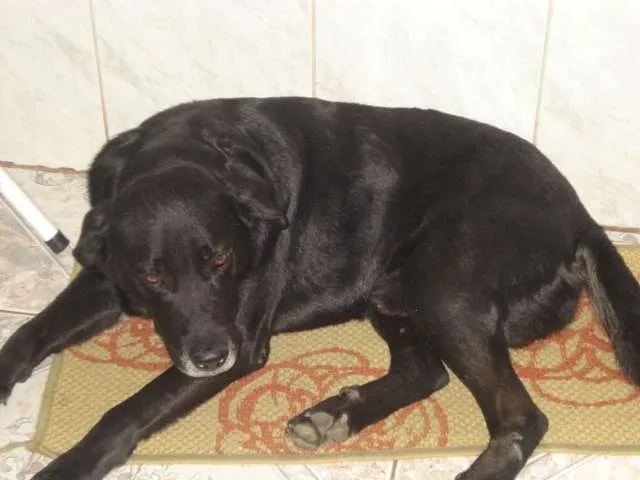 Cachorro ra a labrador  idade 7 a 11 meses nome Não sabemos 