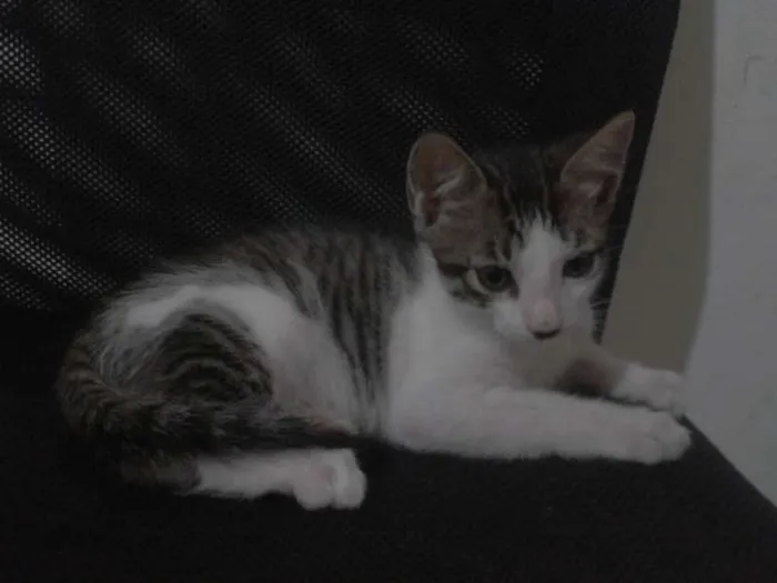 Gato ra a  idade 2 a 6 meses nome HOMER, BARTE, LARIS