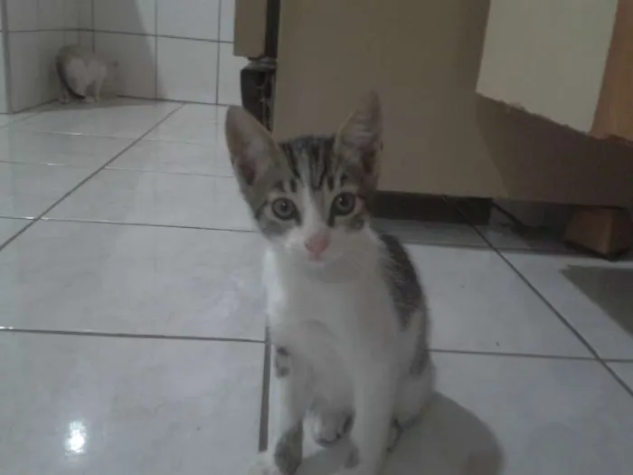 Gato ra a  idade 2 a 6 meses nome HOMER, BARTE, LARIS