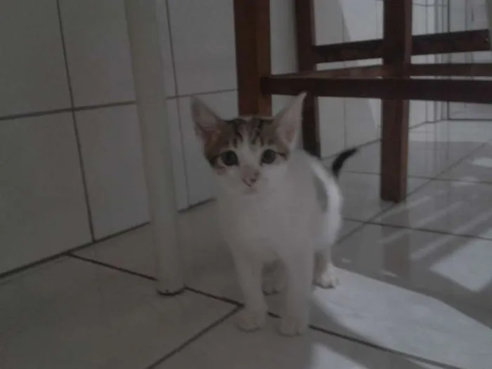 Gato ra a  idade 2 a 6 meses nome HOMER, BARTE, LARIS