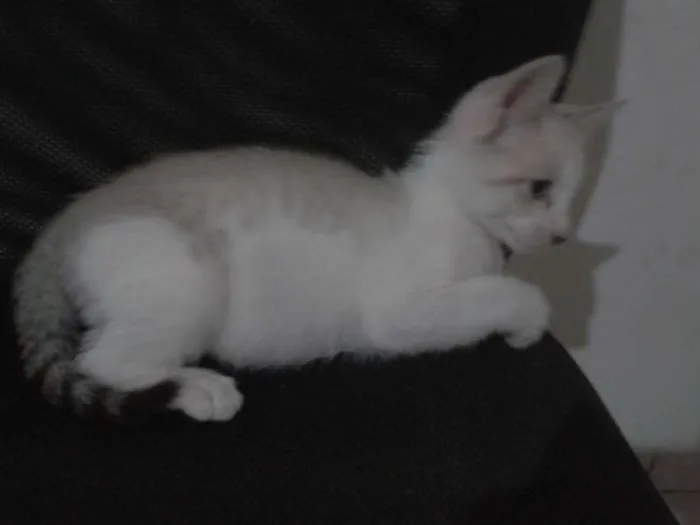 Gato ra a  idade 2 a 6 meses nome HOMER, BARTE, LARIS