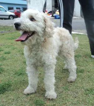 Cachorro raça poodle idade 2 anos nome Cotton