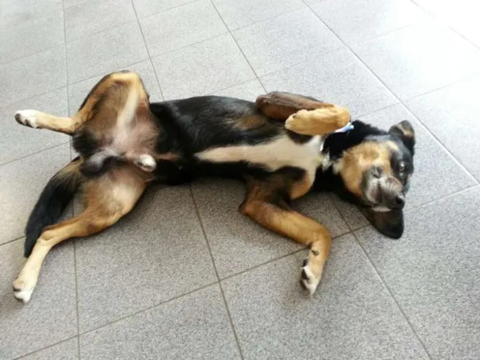 Cachorro ra a SRD idade 2 anos nome Bob