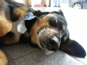 Cachorro raça SRD idade 2 anos nome Bob