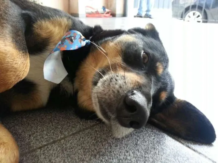 Cachorro ra a SRD idade 2 anos nome Bob