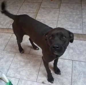 Cachorro raça pitbull idade 3 anos nome preta