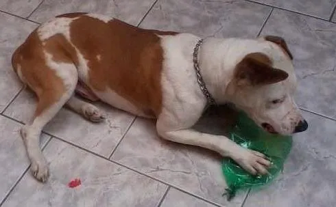 Cachorro ra a pitbull idade 3 anos nome taison