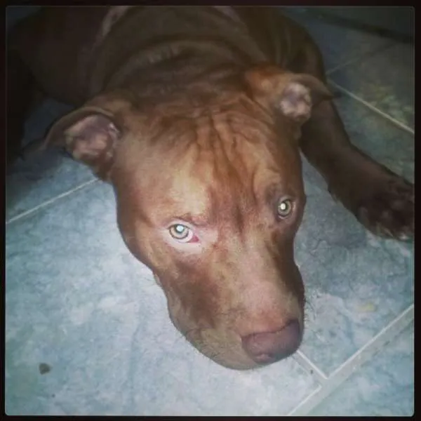 Cachorro ra a American Pittbull idade 7 a 11 meses nome Togun
