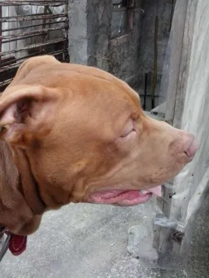 Cachorro raça American Pittbull idade 7 a 11 meses nome Togun