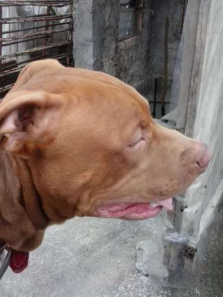 Cachorro ra a American Pittbull idade 7 a 11 meses nome Togun