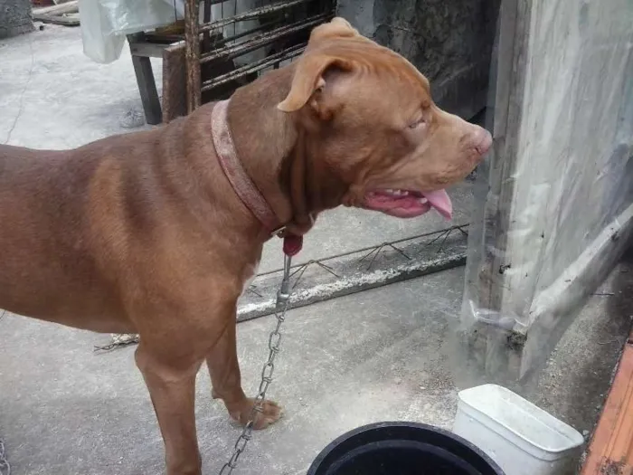 Cachorro ra a American Pittbull idade 7 a 11 meses nome Togun