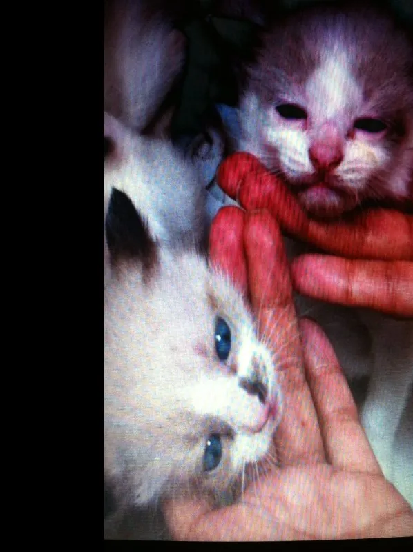 Gato ra a Siamês idade Abaixo de 2 meses nome Gatinhas
