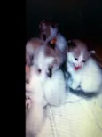 Gatinhas