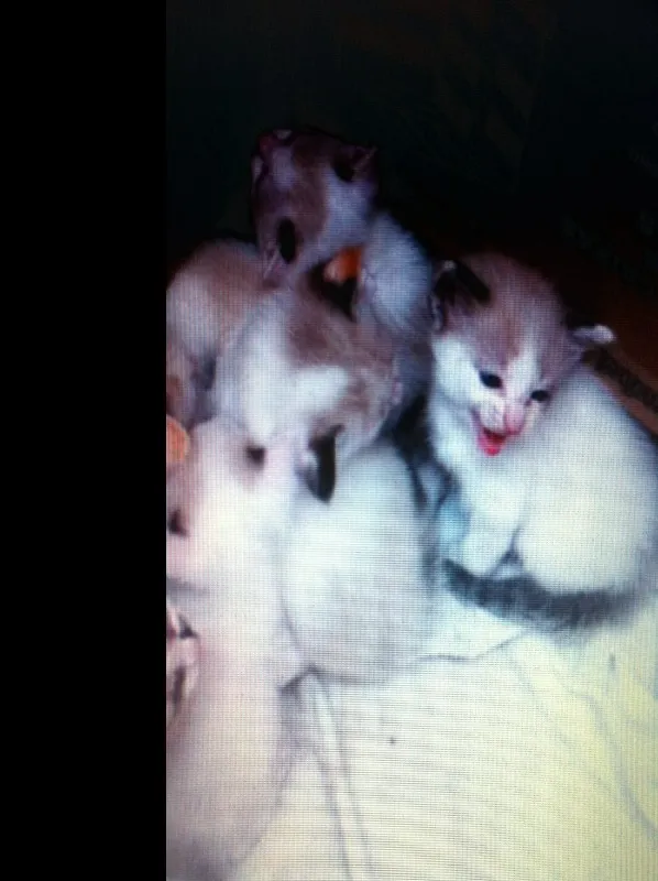 Gato ra a Siamês idade Abaixo de 2 meses nome Gatinhas