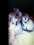 Gatinhas