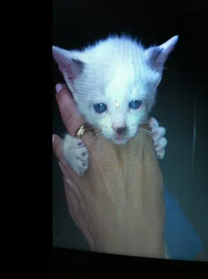 Gato raça Siamês idade Abaixo de 2 meses nome Gatinhas