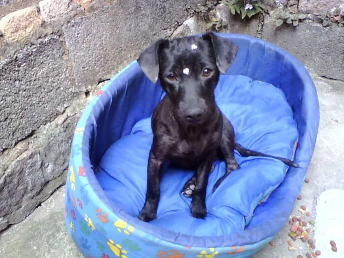 Cachorro ra a SRD idade 2 anos nome Melissa