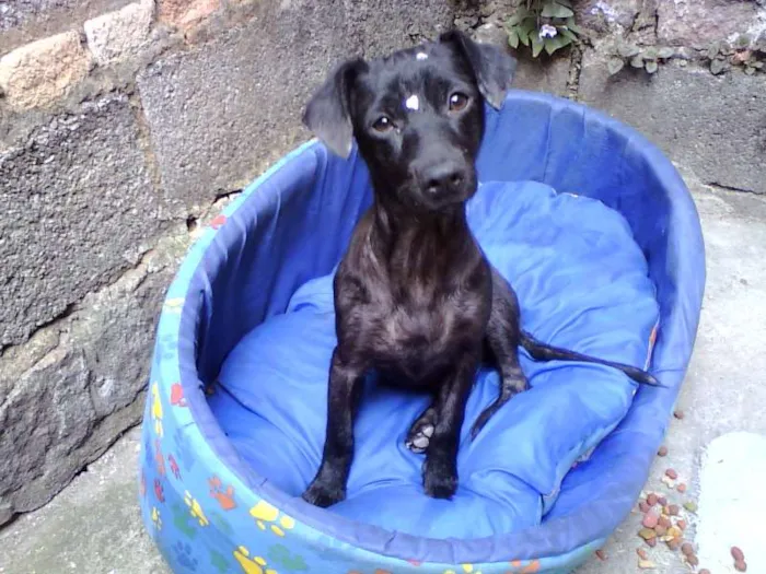 Cachorro ra a SRD idade 2 anos nome Melissa