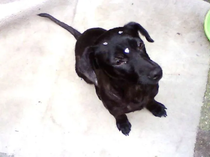 Cachorro ra a SRD idade 2 anos nome Melissa