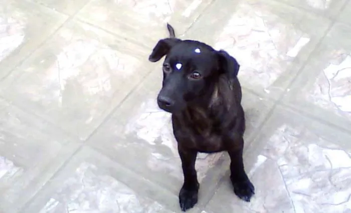 Cachorro ra a SRD idade 2 anos nome Melissa