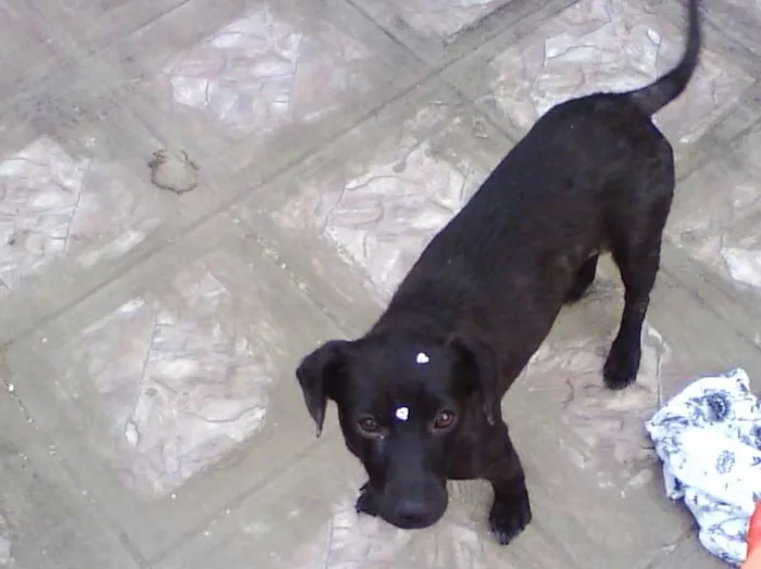 Cachorro ra a SRD idade 2 anos nome Melissa