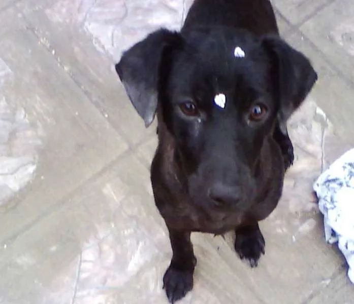 Cachorro ra a SRD idade 2 anos nome Melissa