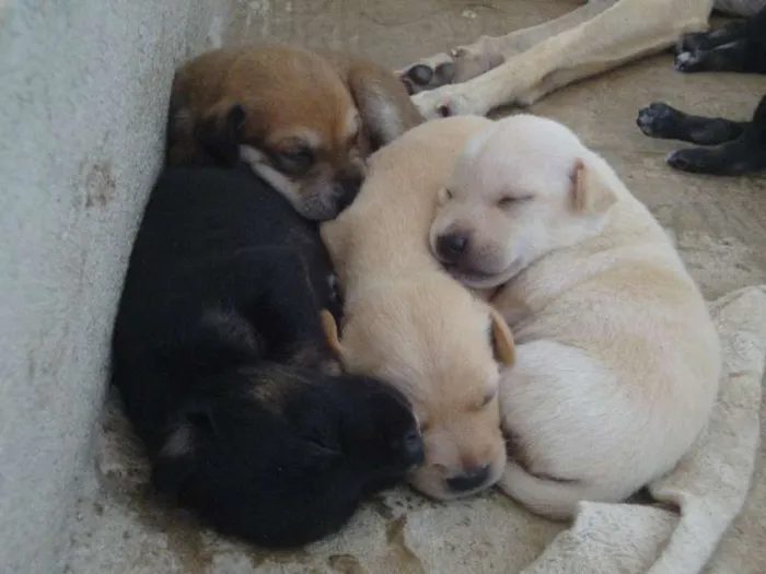 Cachorro ra a Vira - Lata idade Abaixo de 2 meses nome Mãe e filhotes