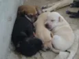 Mãe e filhotes