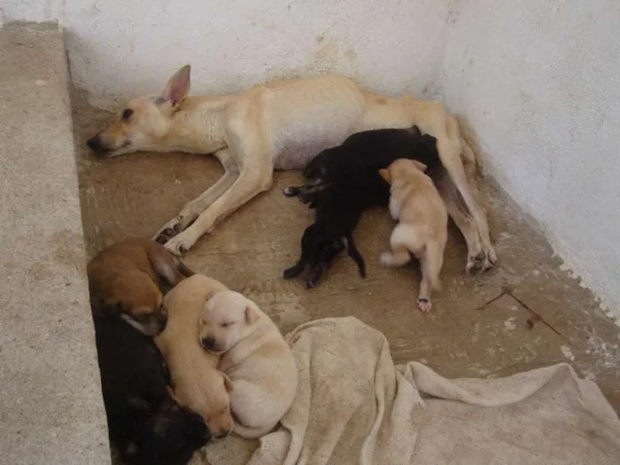 Cachorro ra a Vira - Lata idade Abaixo de 2 meses nome Mãe e filhotes