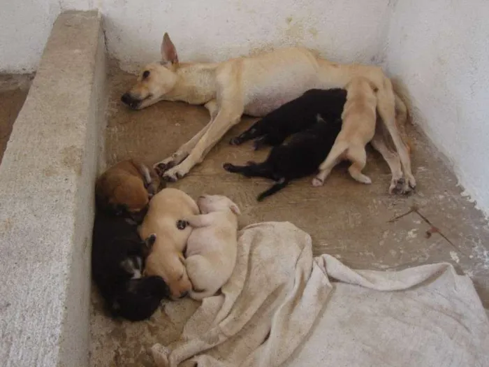Cachorro ra a Vira - Lata idade Abaixo de 2 meses nome Mãe e filhotes