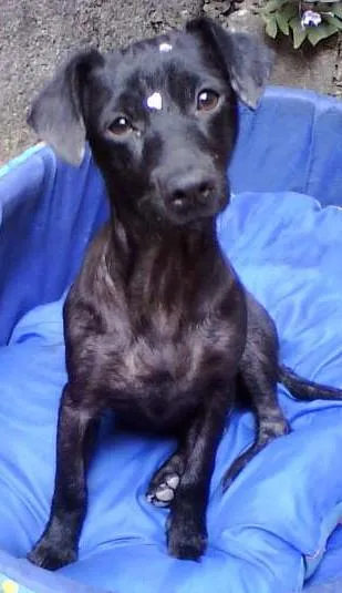Cachorro ra a SRD idade 2 anos nome Melissa