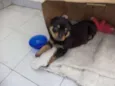 Titico