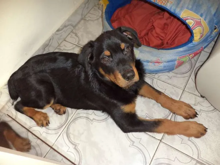 Cachorro ra a Mistura de Pastor com Rotwailler idade 2 a 6 meses nome Titico