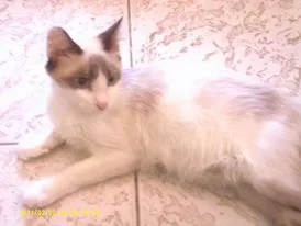Gato raça Cianes idade 2 a 6 meses nome Bruna