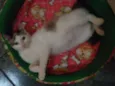NINO(NICOLAU)