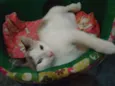 NINO(NICOLAU)