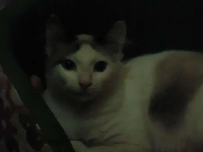 Gato ra a SRD idade 2 a 6 meses nome NINO(NICOLAU)