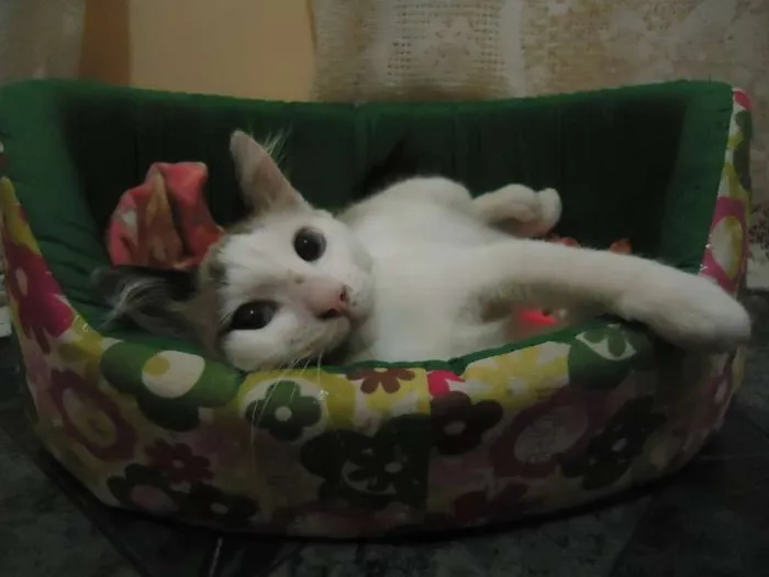 Gato ra a SRD idade 2 a 6 meses nome NINO(NICOLAU)