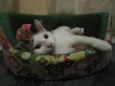 NINO(NICOLAU)