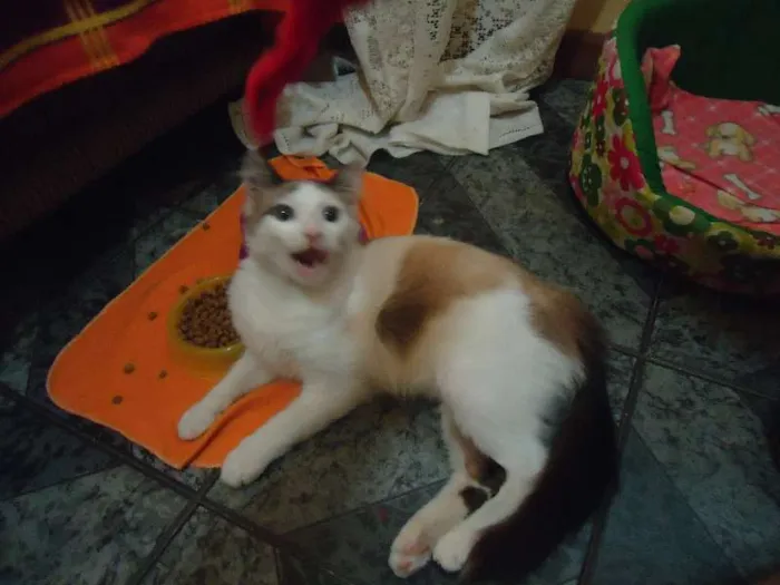 Gato ra a SRD idade 2 a 6 meses nome NINO(NICOLAU)