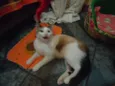 NINO(NICOLAU)