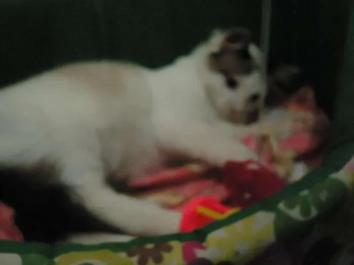 Gato ra a SRD idade 2 a 6 meses nome NINO(NICOLAU)