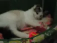 NINO(NICOLAU)