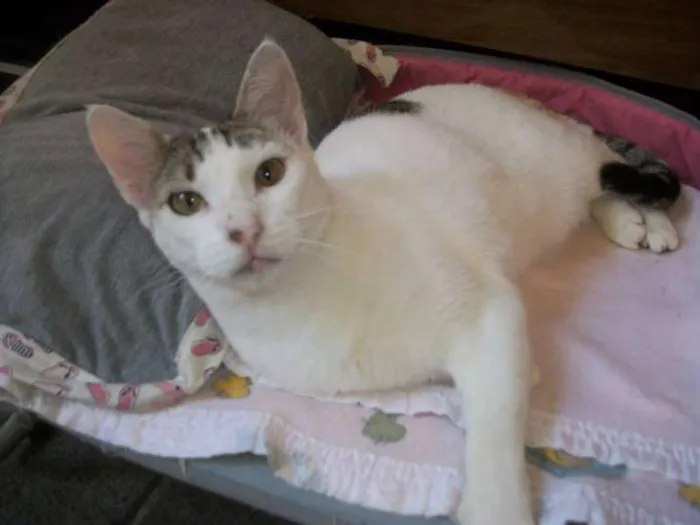 Gato ra a SRD idade 2 anos nome ALICIA