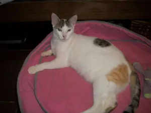 Gato raça SRD idade 2 anos nome ALICIA