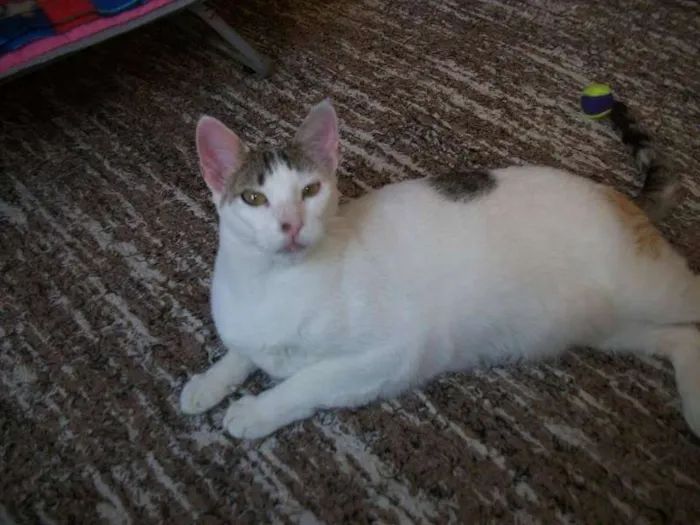 Gato ra a SRD idade 2 anos nome ALICIA