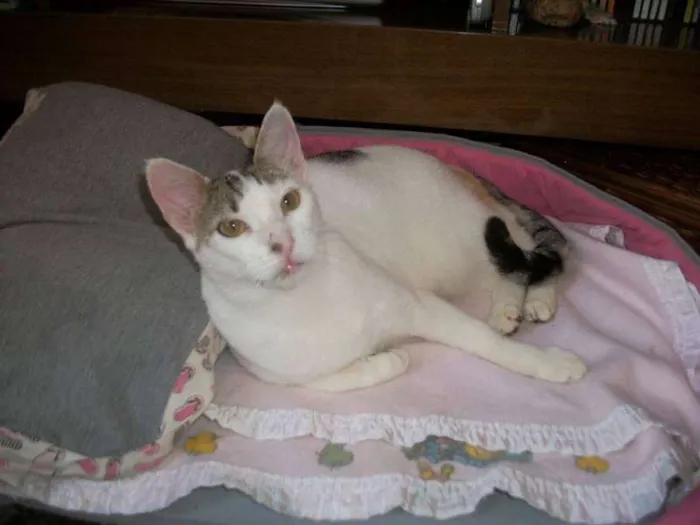 Gato ra a SRD idade 2 anos nome ALICIA
