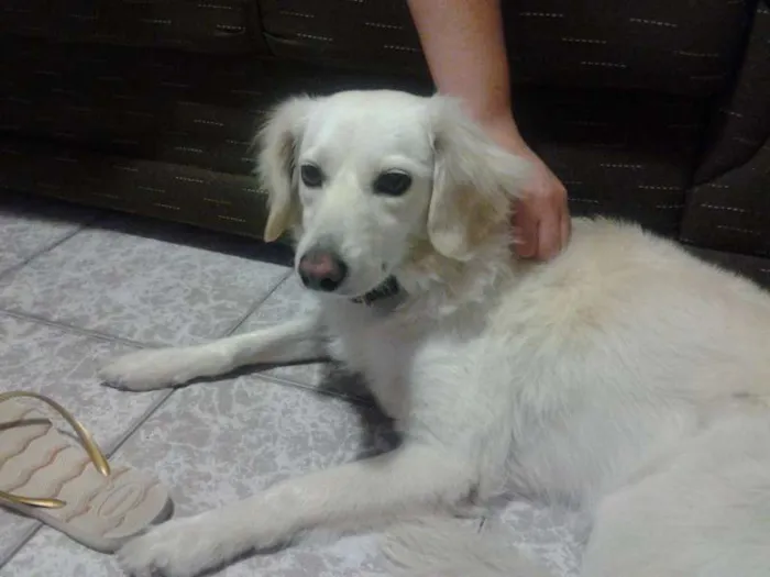 Cachorro ra a Vira Lata idade 4 anos nome Zeca GRATIFICA