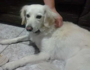 Cachorro raça Vira Lata idade 4 anos nome Zeca GRATIFICA